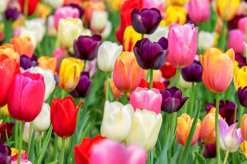 hoa tulip nhiều màu sặc sỡ